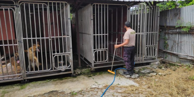 Unit K9 Sat Samapta Polresta Surakarta Secara Rutin Lakukan Perawatan Anjing Pelacak