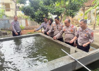 Dukung Ketahanan Pangan, Kapolresta Apresiasi Polsek Jebres Budidayakan Ratusan Kilo Ikan Lele dan Patin
