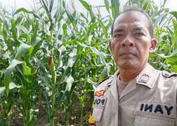 Dukung Ketahanan Pangan, Bhabinkamtibmas Kelurahan Joglo Laksanakan Sambang dan Monitoring Kelompok Tani