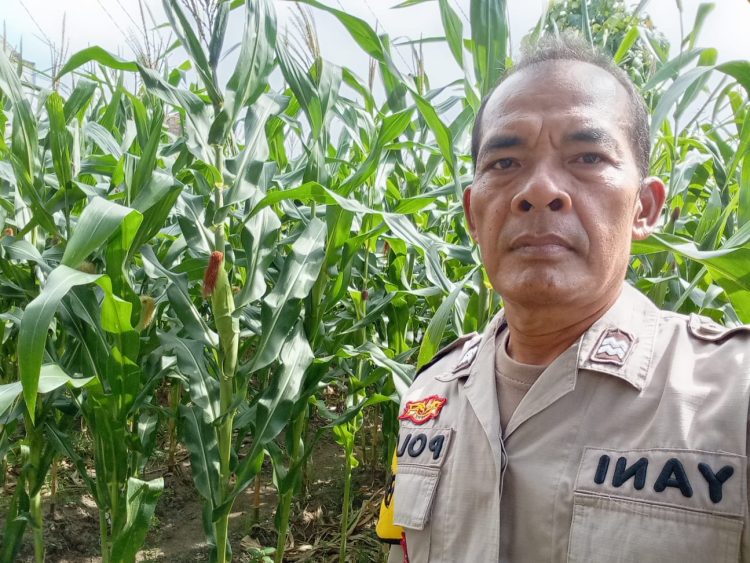 Dukung Ketahanan Pangan, Bhabinkamtibmas Kelurahan Joglo Laksanakan Sambang dan Monitoring Kelompok Tani